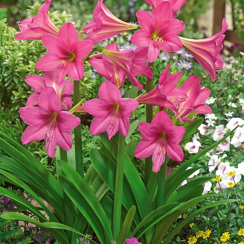 Amaryllis Sweet Sixteen