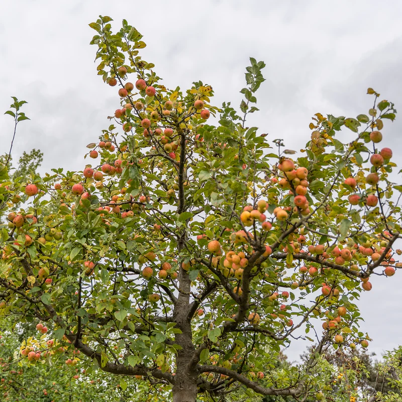 Apfel Gravensteiner