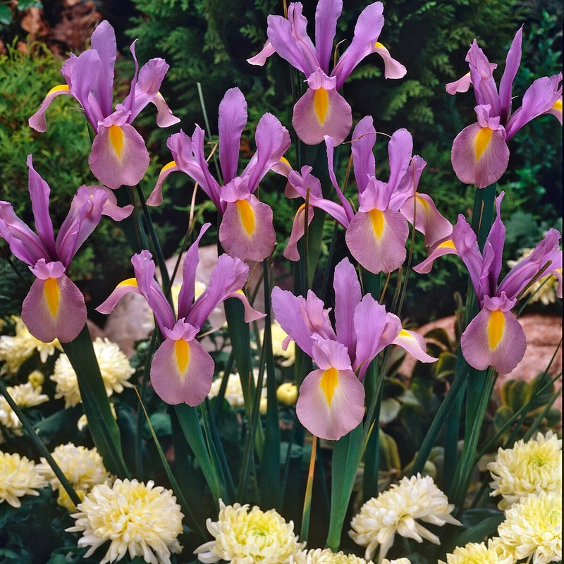 Holländische Iris King Mauve (x10)
