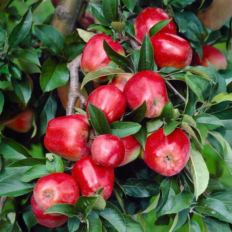 Apfel Gloster