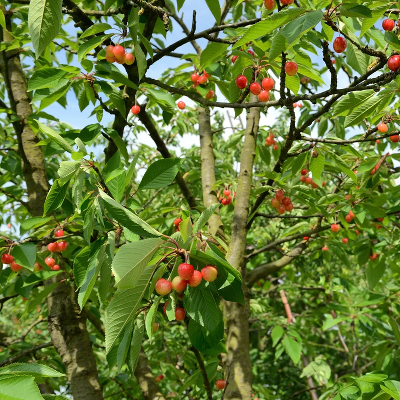Kirschbaum 'Bigarreau Napoléon'