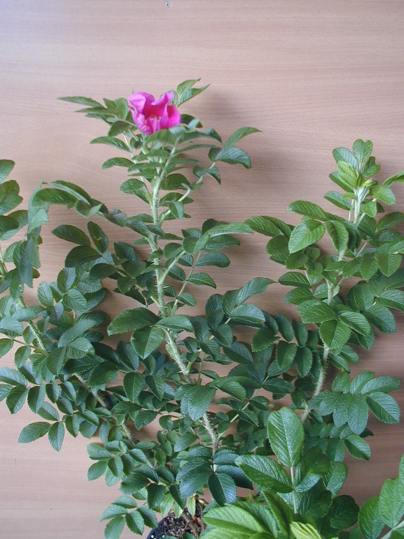Hagebutte Rosa rugosa