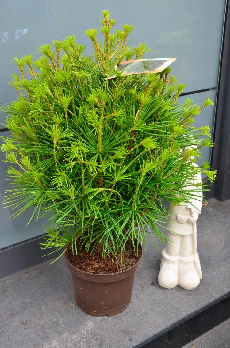 Japanische Schirmtanne (Sciadopitys verticillata)