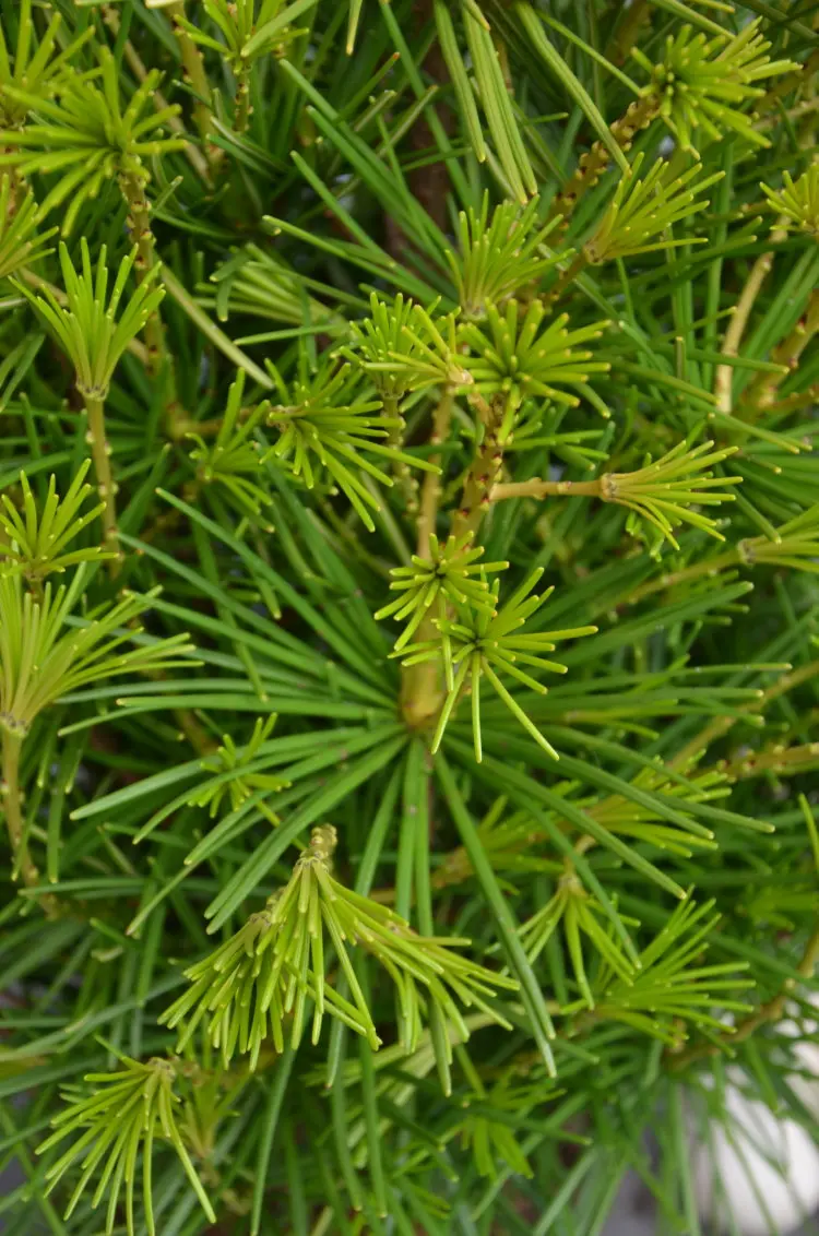 Japanische Schirmtanne (Sciadopitys verticillata)