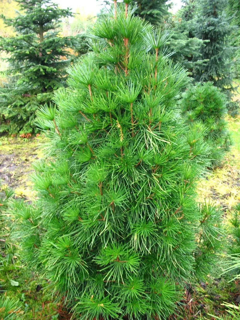 Japanische Schirmtanne (Sciadopitys verticillata)