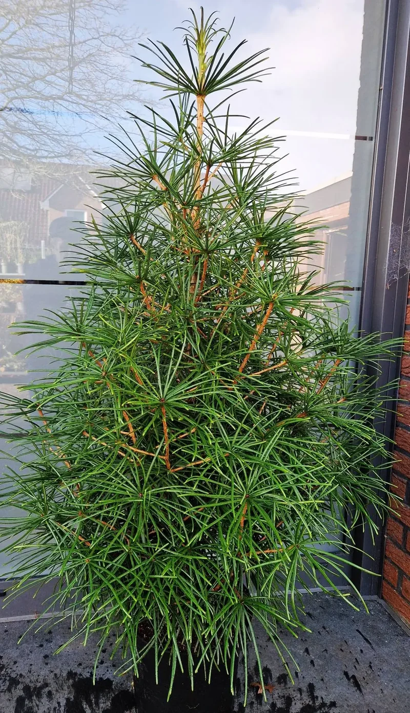 Japanische Schirmtanne (Sciadopitys verticillata)