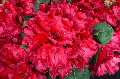 Alpenrose Red Jack