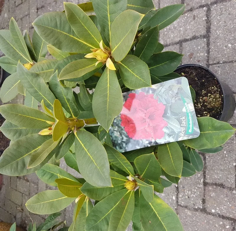 Alpenrose Red Jack