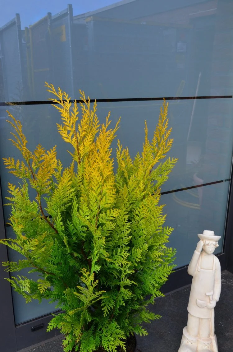 goldgelbe Scheinzypresse Chamaecyparis lawsoniana Stardust