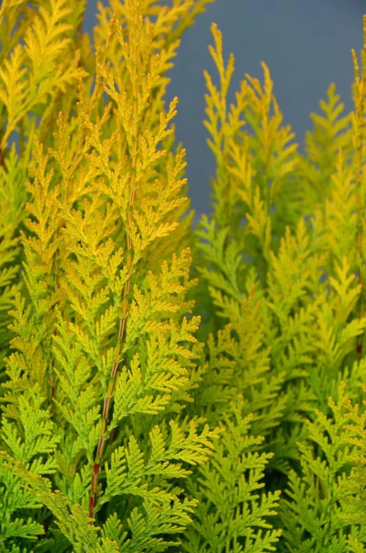 goldgelbe Scheinzypresse Chamaecyparis lawsoniana Stardust