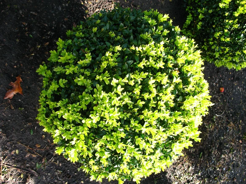 Buchsbaum Buxus sempervirens arborescens Kugel