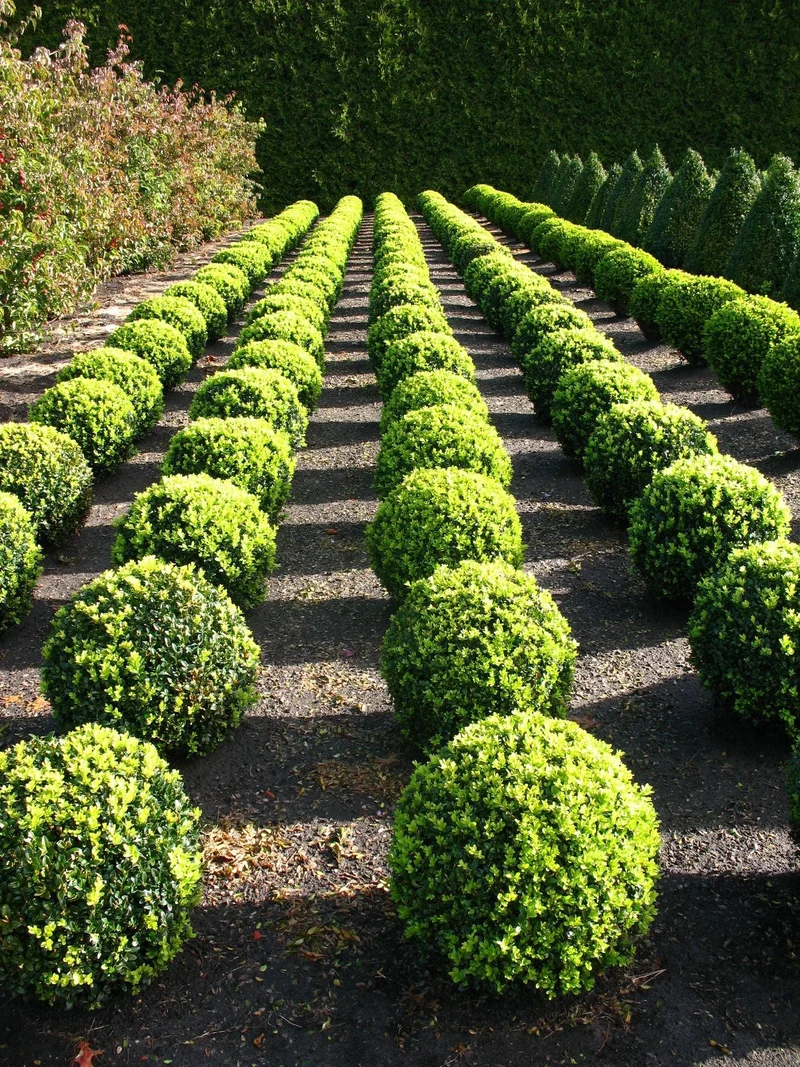 Buchsbaum Buxus sempervirens arborescens Kugel