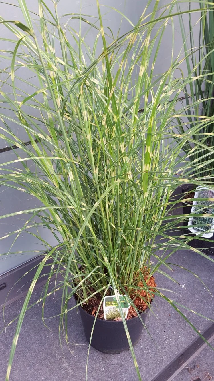 NEUHEIT Zwerg - Zebragras Miscanthus sinensis Little Zebra®