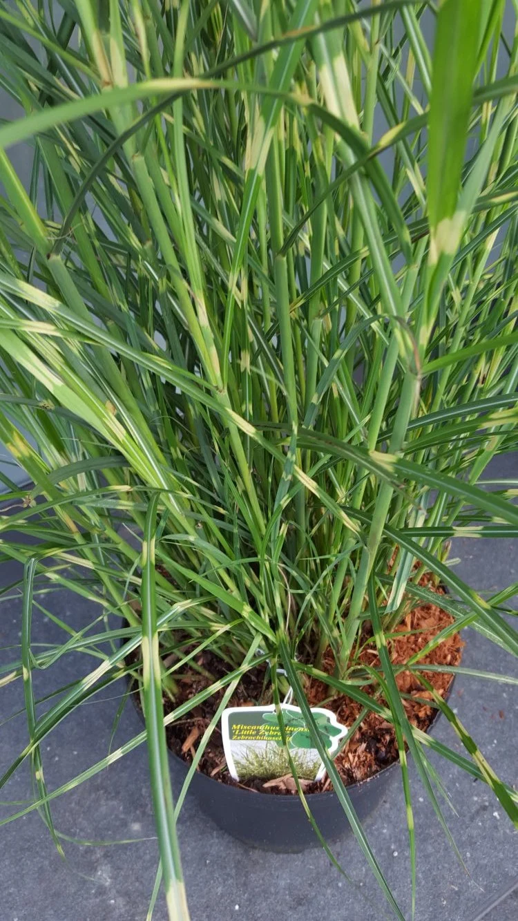NEUHEIT Zwerg - Zebragras Miscanthus sinensis Little Zebra®