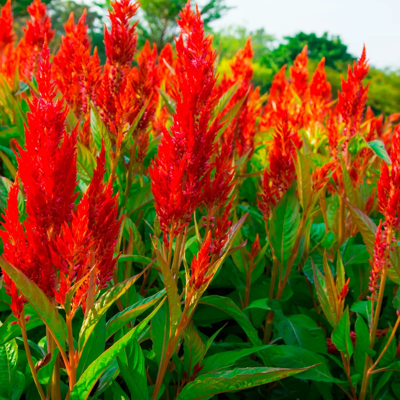 Celosie Rot
