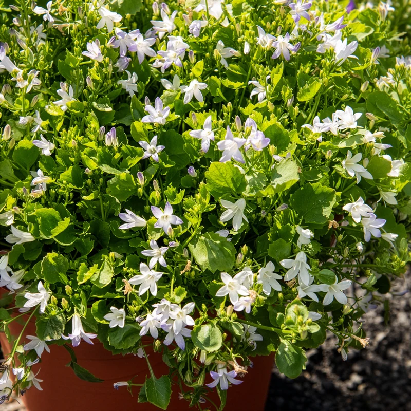Witte muurklokje