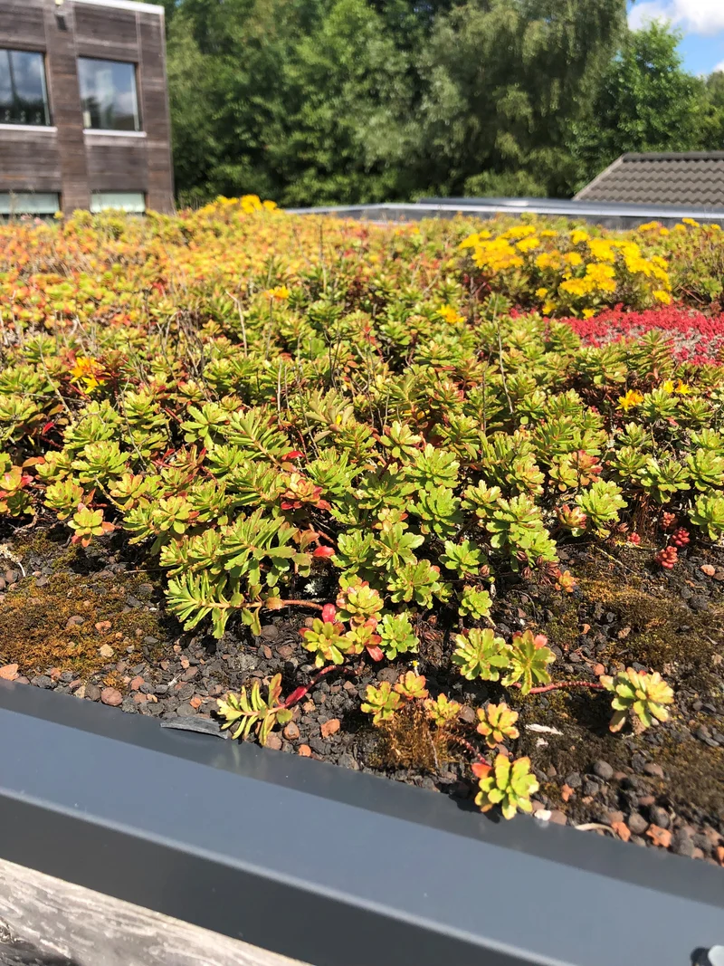 Vordach für Gartenhaus KLARE LINIE