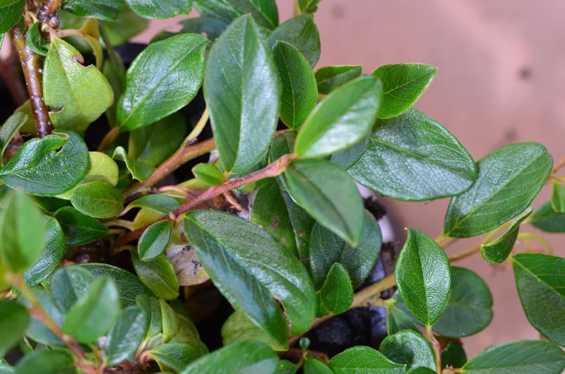 Teppichmispel Cotoneaster dammeri radicans