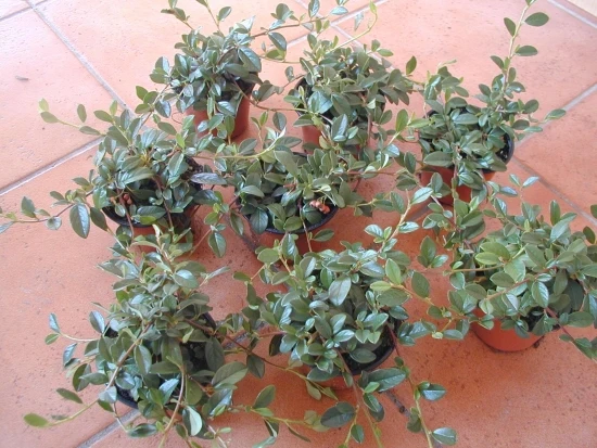 Teppichmispel Cotoneaster dammeri radicans