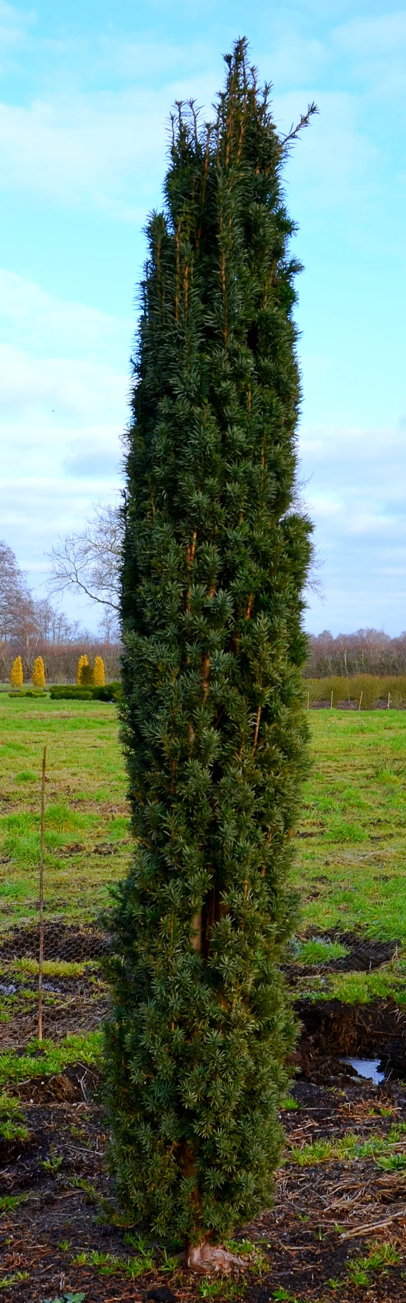 Säuleneibe - Taxus baccata Fastigiata Robusta