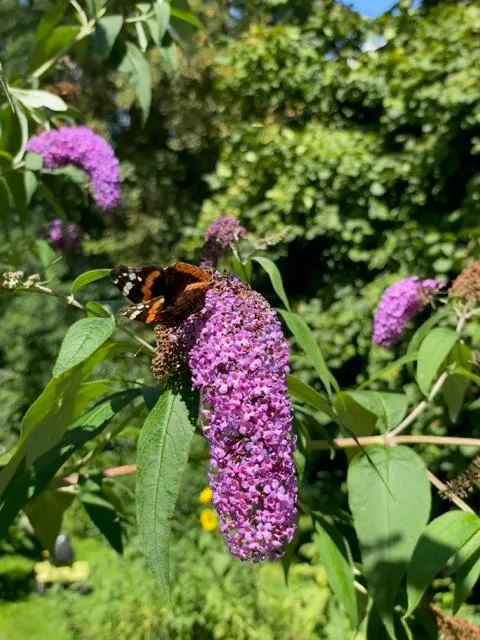 Schmetterlingsflieder 'Buzz Pink Purple' im Topf