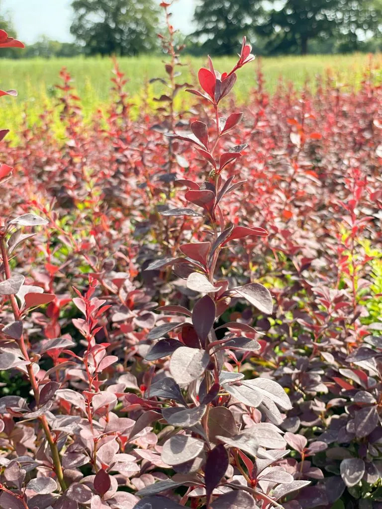 Rote Heckenberberitze - Topf/Containerpflanzen