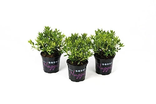 !!WELTNEUHEIT!! Nugget by Bloombux® - flower & form by INKARHO®