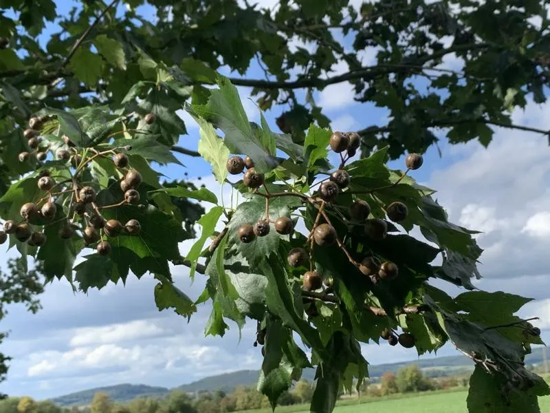 Elsbeere - Wurzelware