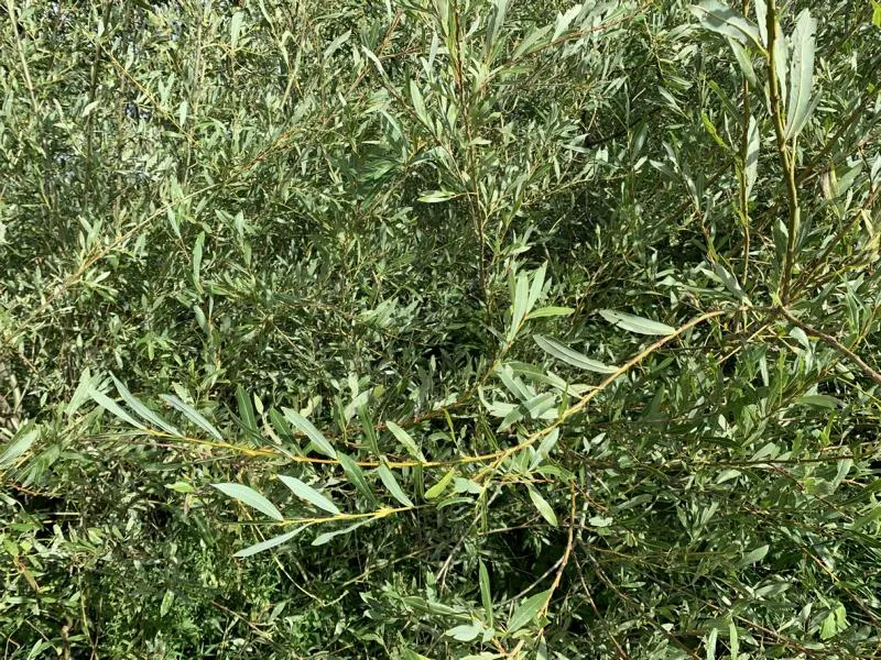 Salweide - Wurzelware