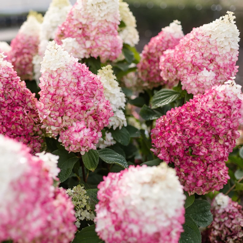 Rispenhortensie 'Living Red Velvet®'