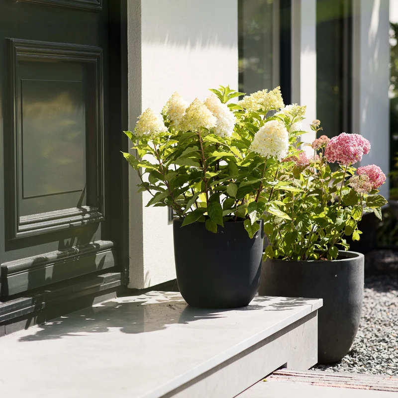 Rispenhortensie 'Living Pinky Promise®'