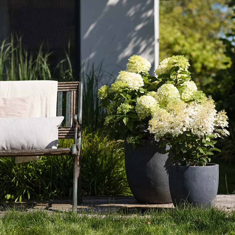 Rispenhortensie 'Living Pinky Promise®'