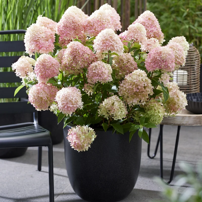 Rispenhortensie 'Living Little Love®'