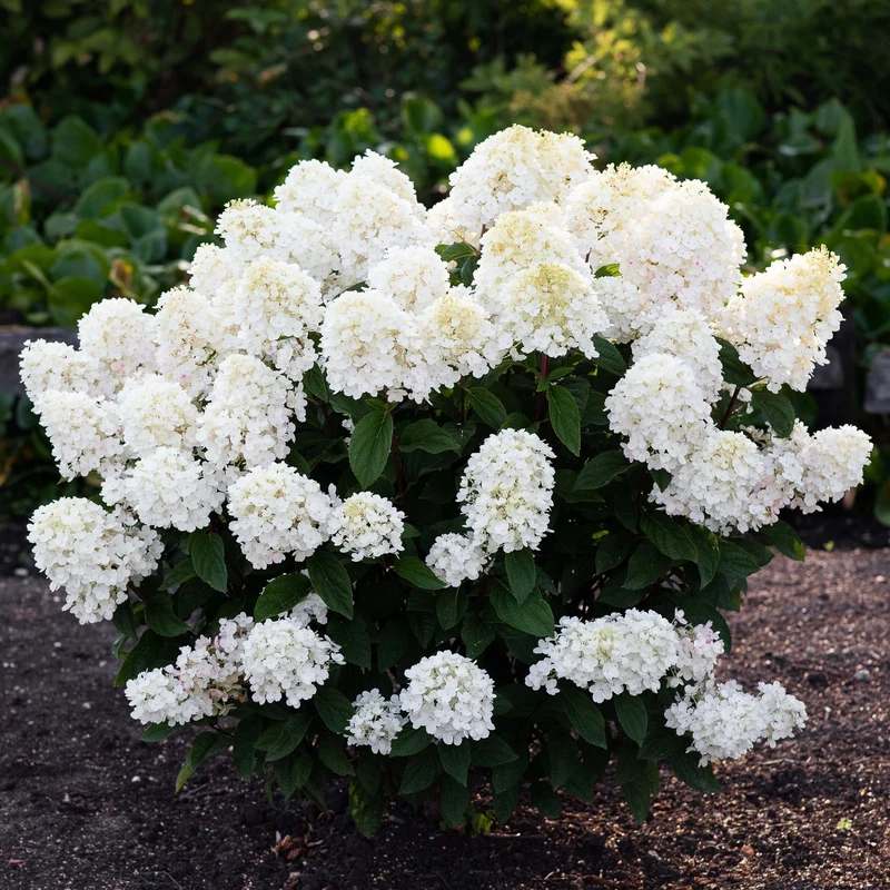 Rispenhortensie 'Living Little Blossom®'