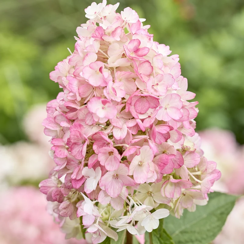 Rispenhortensie 'Living Little Blossom®'