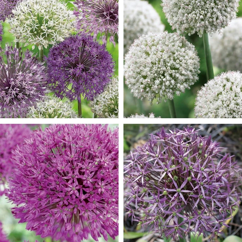 Kiepenkerl Allium-Mix "Blütengiganten“