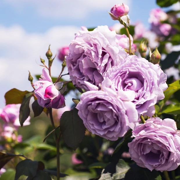 Kletterrose Indigoletta