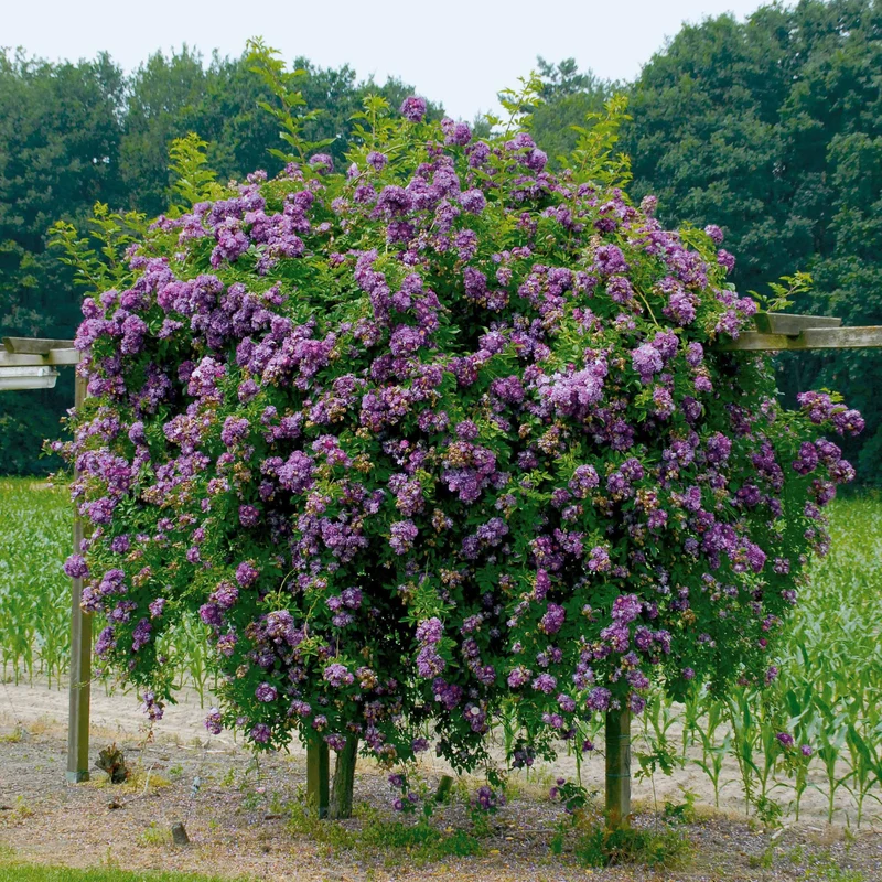 Hochstammrose ‘Veilchenblau’