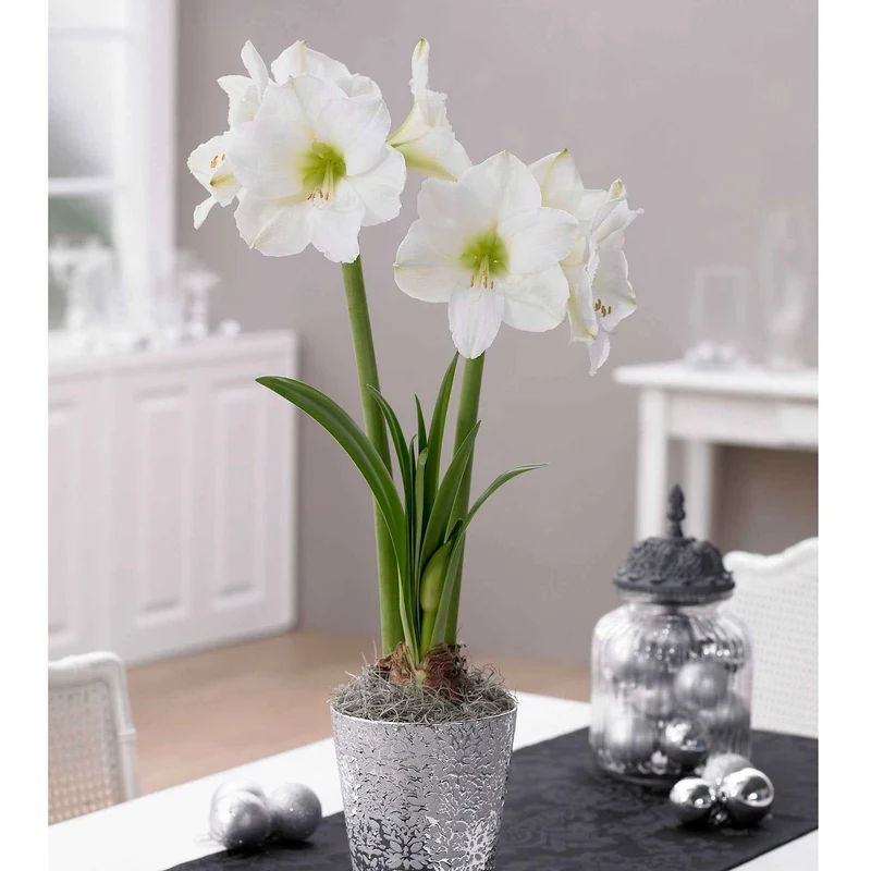 Ritterstern 'White Christmas'