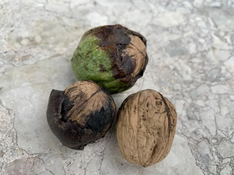 Walnuss - Wurzelware