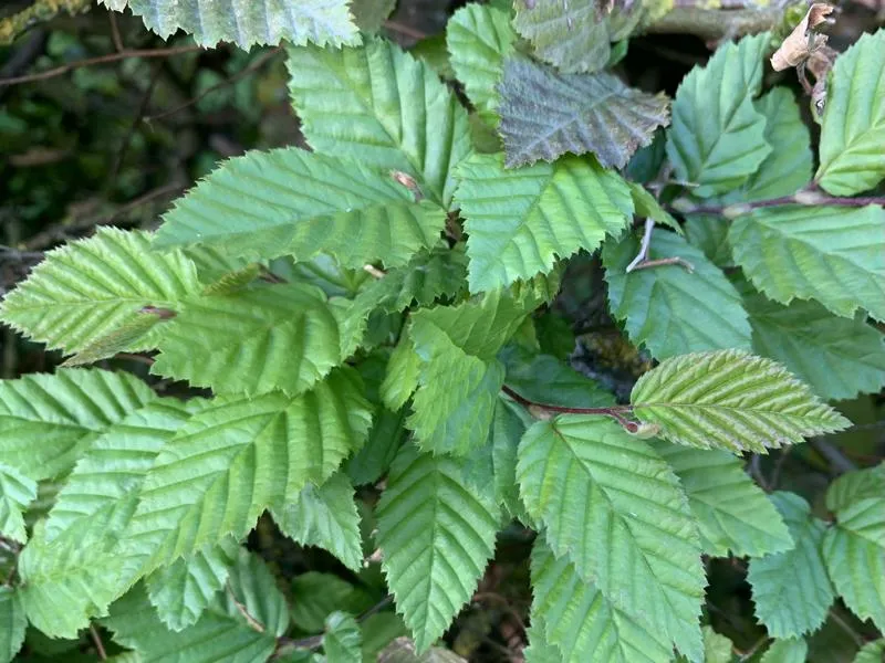 Hainbuche - Wurzelware