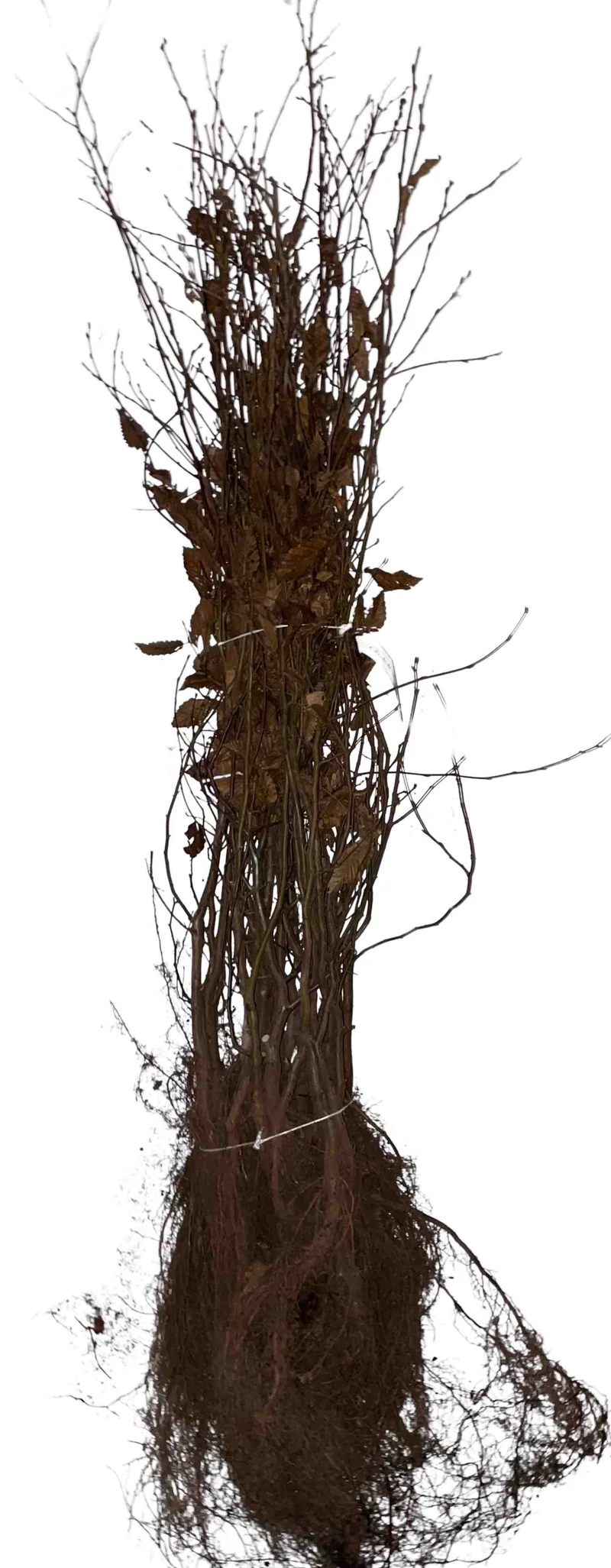 Hainbuche als Hecke - Wurzelware