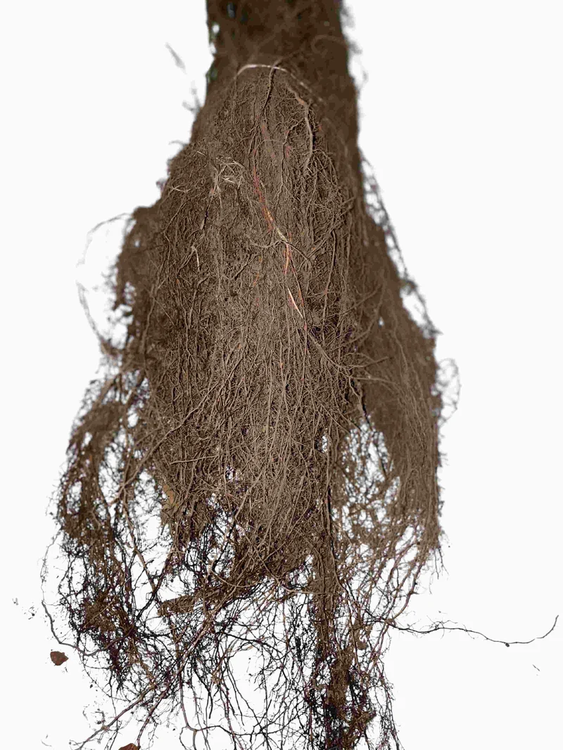 Hainbuche als Hecke - Wurzelware