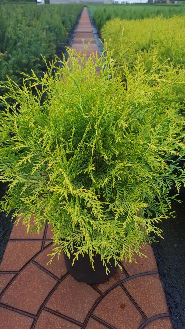 gelber Kugel Lebensbaum Thuja occidentalis Golden Globe