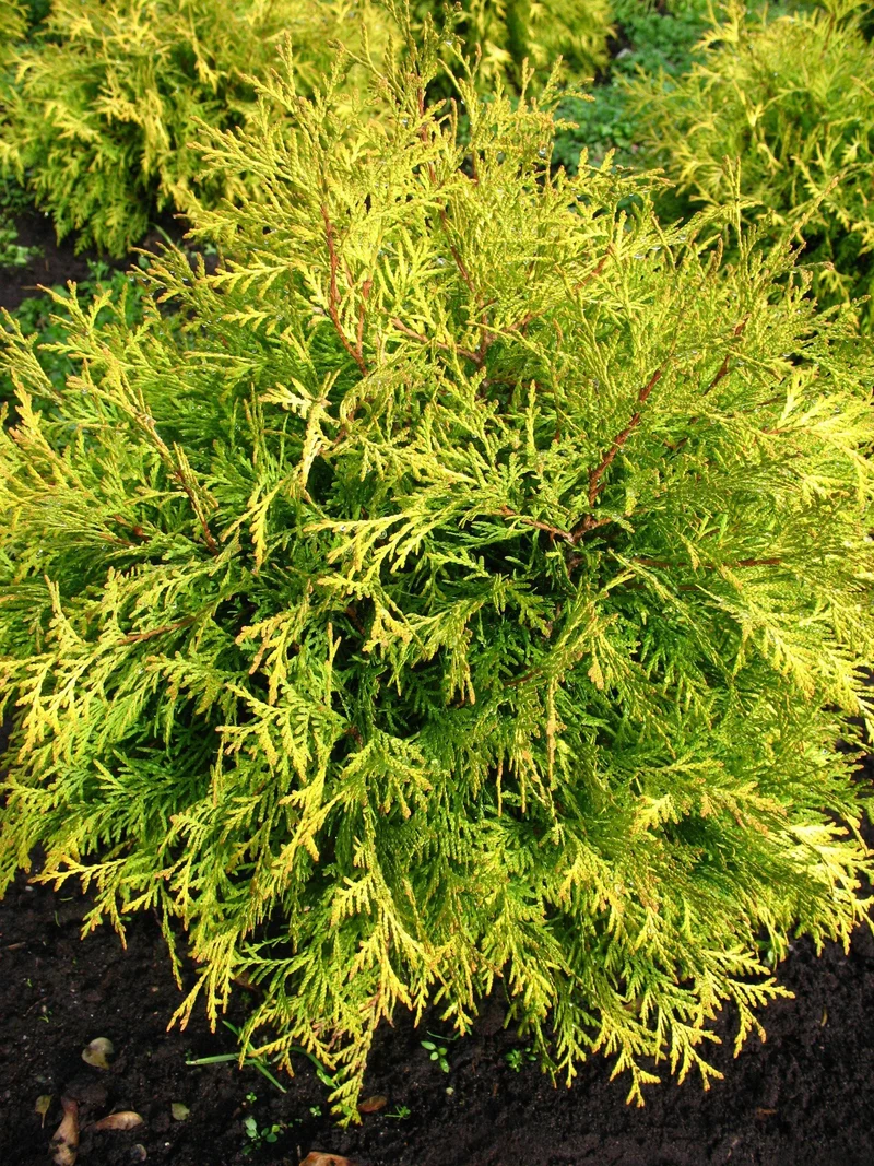 gelber Kugel Lebensbaum Thuja occidentalis Golden Globe