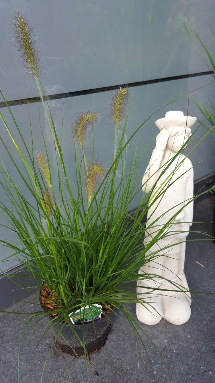 Lamperputzergras Pennisetum alopecuroides Hameln