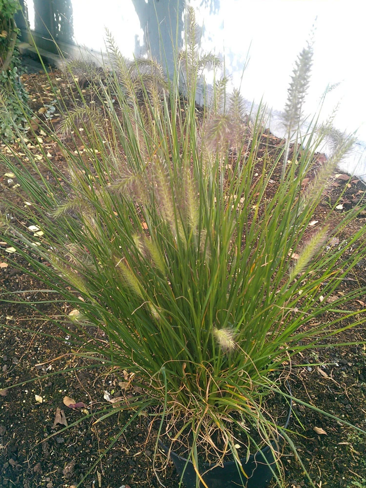 Lamperputzergras Pennisetum alopecuroides Hameln