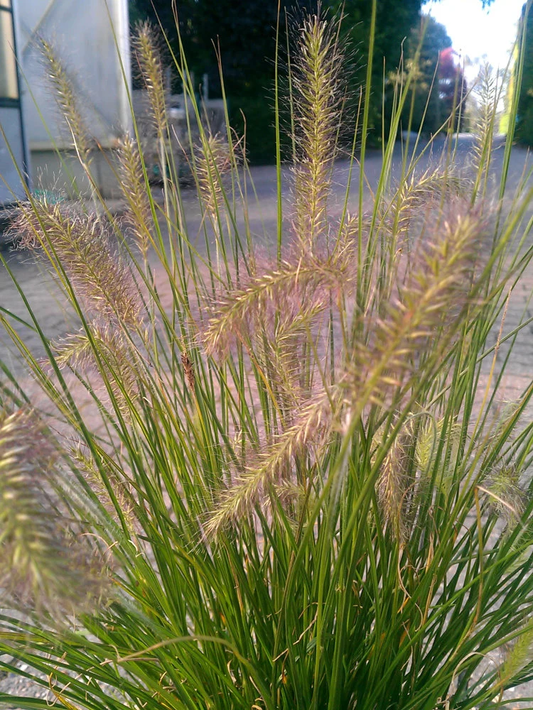 Lamperputzergras Pennisetum alopecuroides Hameln