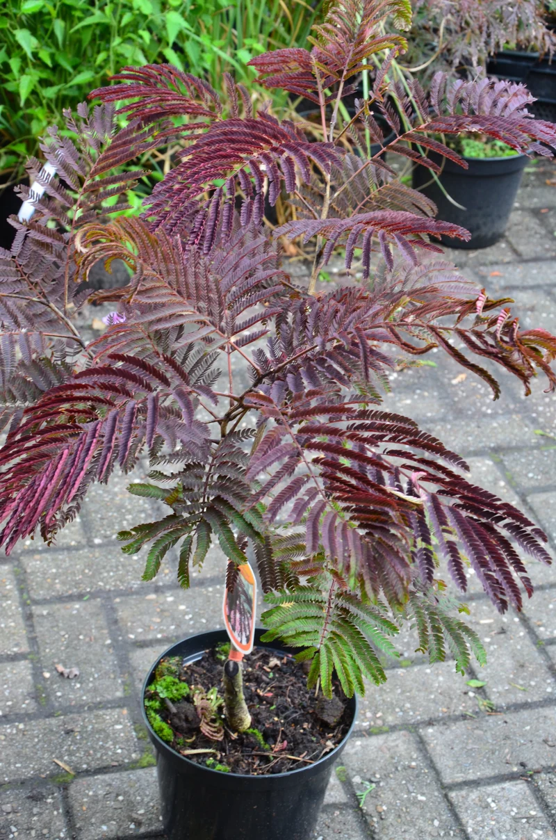 rotlaubiger Schlafbaum - Seidenbaum Albizia julibrissin Summer Chocolate® !RARITÄT!