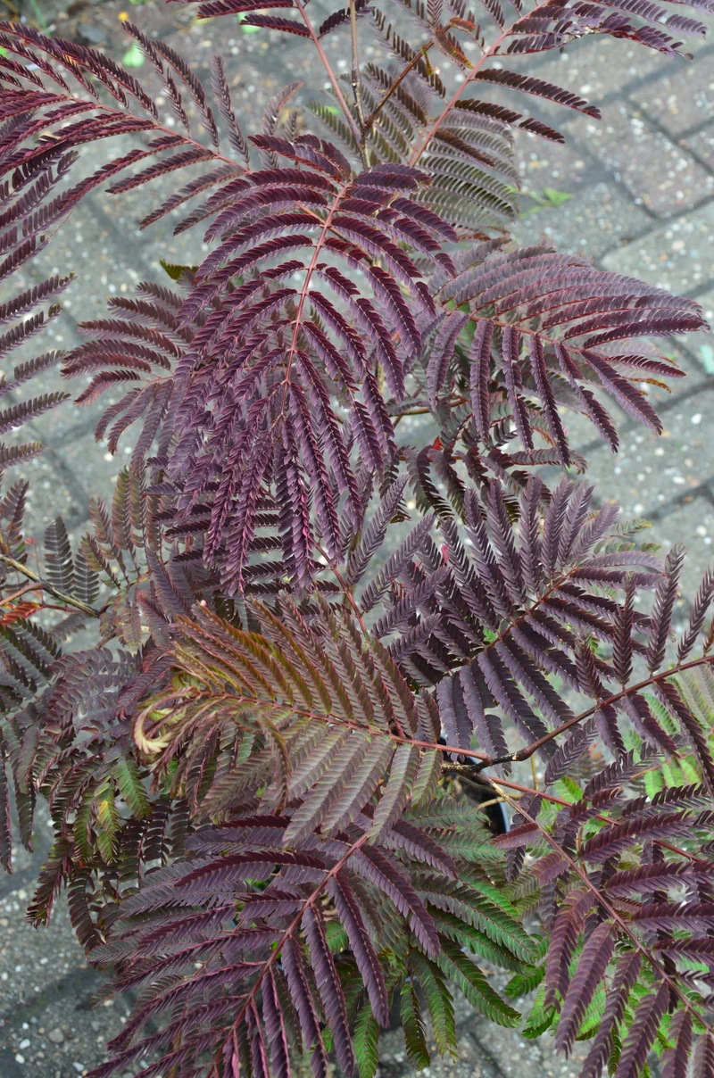 rotlaubiger Schlafbaum - Seidenbaum Albizia julibrissin Summer Chocolate® !RARITÄT!